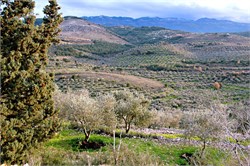 Lebanese Olive Oil: Exploring Intricacies of a Sector With Potential